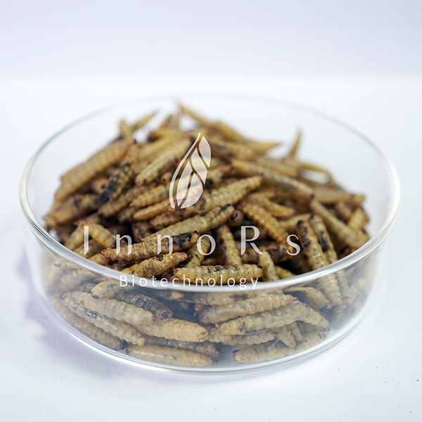 微波蟲乾目錄圖