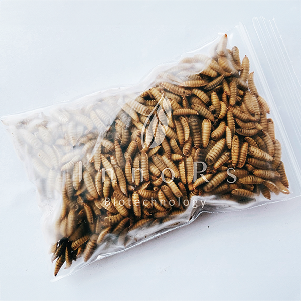 冷凍蟲目錄圖片