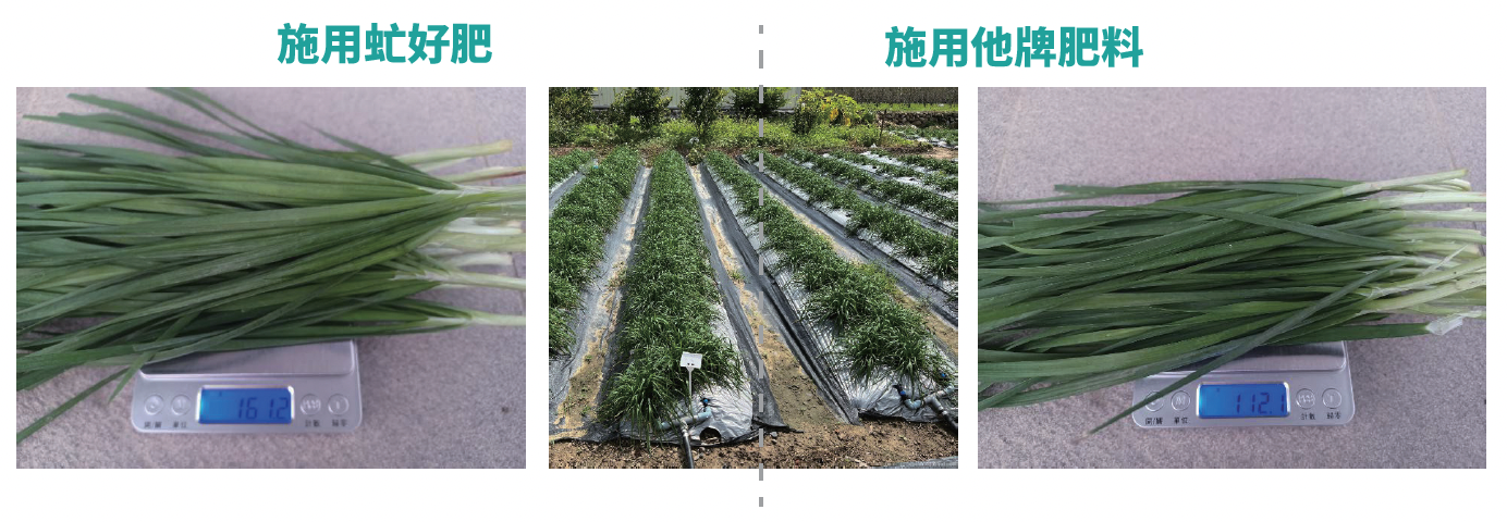 田間測試照片